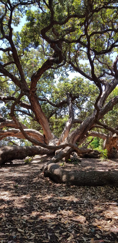 auckland vegan guide tree