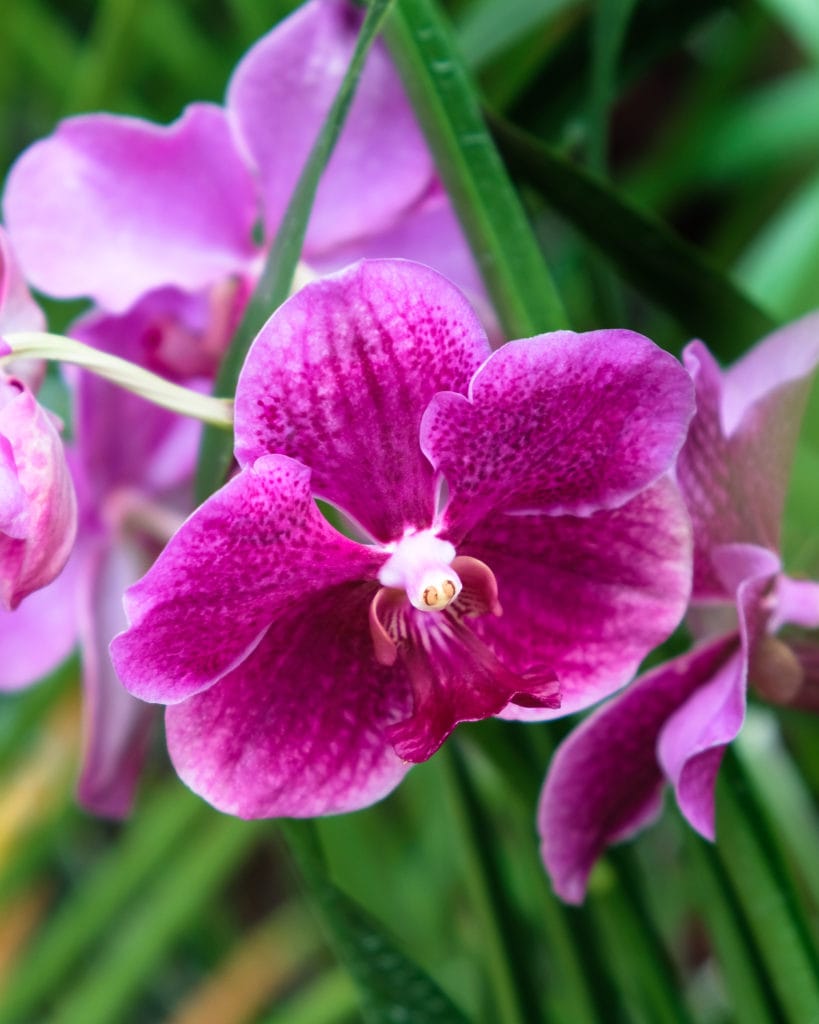 Orchid in Singapore