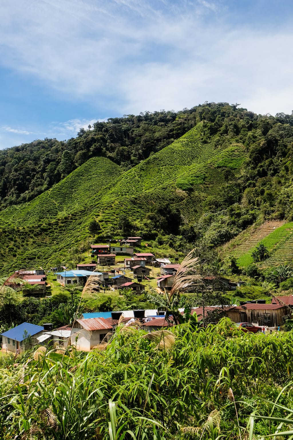 Cameron Highlands Tea Plantation